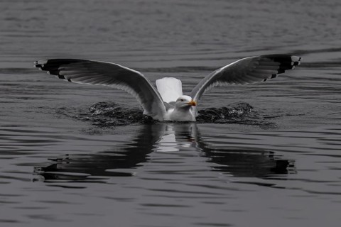 A gull spreads its wings over calm-looking grey water while its reflection is visible, Mew Gull