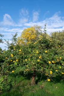 Quince tree (Cydonia oblonga) with ripe fruit in an orchard, Mecklenburg-Western Pomerania,