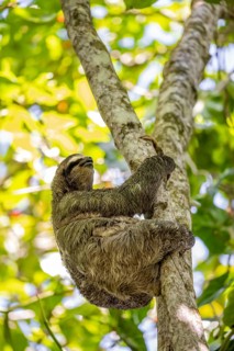 Brown-throated sloth (Bradypus variegatus) in a tree, Cahuita National Park, Costa Rica, Central