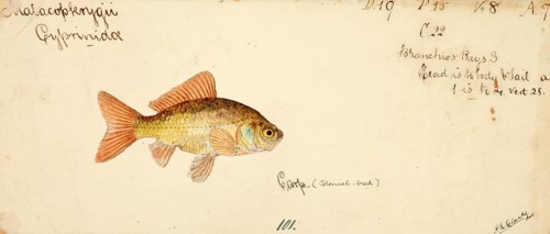 Goldfish, Carassius auratus, a freshwater fish of the carp family, fish, reproduction of an