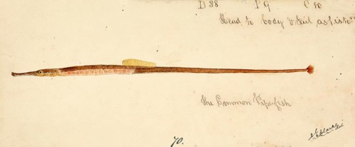 The Greater pipefish, Syngnathus acus, The greater pipefish, fish, reproduction of an original, by