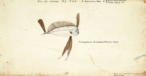 Marine fish from the genus Trachipterus, scythefish, Trachipterus trachypterus, Mediterranean