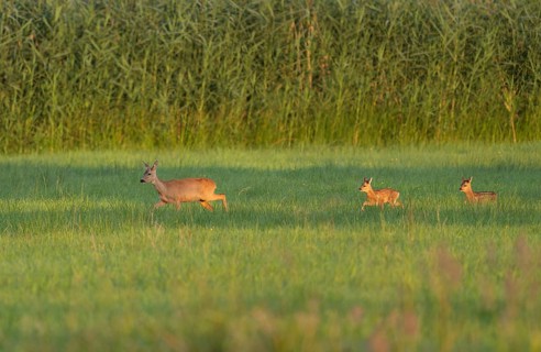 Roe deer (Capreolus capreolus), doe with two fawns running across a meadow, warm morning light,