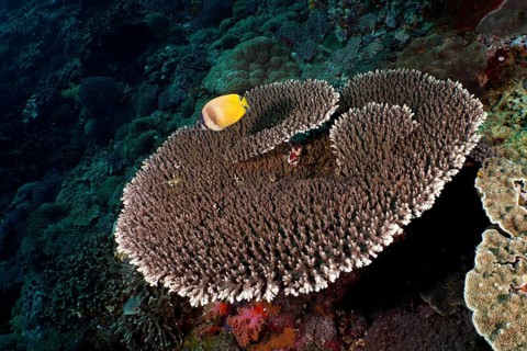 Table coral (Acropora hyacinthus) with yellow Sunburst Butterflyfish (Chaetodon kleinii) on a reef