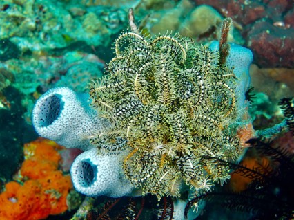 Greenish, filigree Bennett's hair star (Anneissia bennetti) on a sea sponge, dive site Pidada,