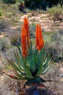 Blooming Aloe Ferox, landscape at the Huisrivier Pass, through the Klein Karoo, Route 62, Western