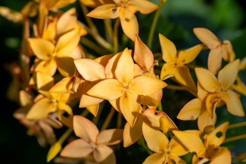 Ixora, yellow flowers, Tortuguero National Park, Costa Rica, Central America