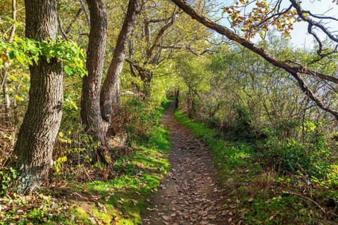 Waldweg zum Weinberg, Diesbar-Seußlitz, Saxony, Germany, Europe