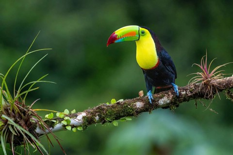 Fishing Toucan (Ramphastos sulfurantus), Toucans (Ramphastidae), Laguna del Lagarto Lodge,