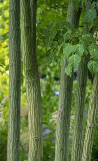 Kyushu Maple (Acer capillipes), trunk, bark, North Rhine-Westphalia, Germany, Europe