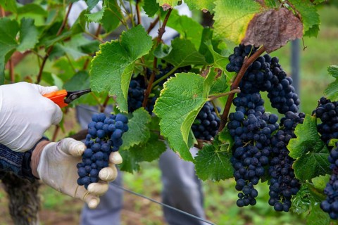 Grape grape harvest: Hand-picking Pinot Noir grapes in the Palatinate