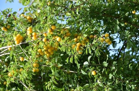 Europe, Germany, Lower Saxony, Yellow plum, Renekloden, Fruit tree, Federal Republic of Germany,