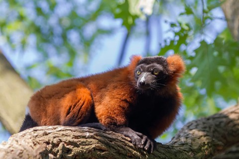 Red ruffed lemur (Varecia rubra), Germany, Europe