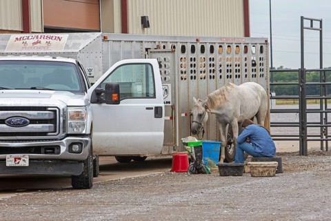 Oklahoma City, Oklahoma, A rodeo participant tends to her horse at the Great Plains Rodeo, an