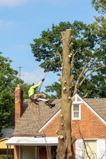 Detroit, Michigan, A worker for a tree removal service rappels from a dead tree after cutting down