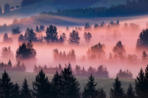 Fog and trees at the Rothenthurm high moor, Canton Schwyz, Switzerland, Europe