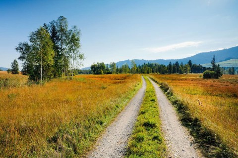 Field road leads through the Rothenthurm upland moor, Schwyz, Switzerland, Europe
