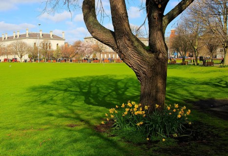 Daffodils spring flowers at Trinity College university grounds, Dublin, Ireland, Republic of