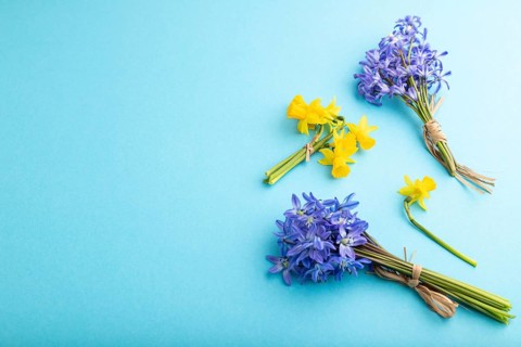 Spring snowdrop flowers bluebells, narcissus on blue pastel background. side view, copy space,