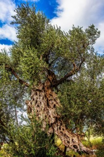 Olive tree plantation, Montenegro, Montenegro, Europe