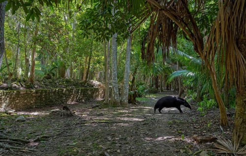 Path in the jungle to the Mayan culture with Tapir Chacchoben Mexico Tie