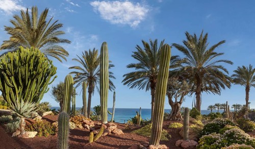 Cactus garden, Fuerteventura, Canary Island, Canary Islands, Spain, Europe