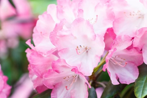 Rhododendron (azalea) flowers of various colors in the spring garden. Closeup. Blurred background