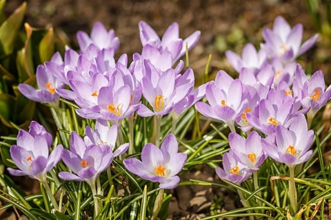 Purple crocuses germinate in the spring in the garden. Symbol of spring