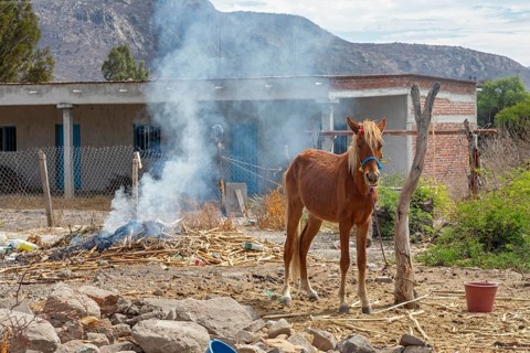 Tanivet, Oaxaca, Mexico, A horse is tied to a dead tree next to a smoky fire in a small village.