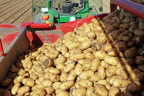 Agriculture potato harvesting with harvester (Mutterstadt, Rhineland-Palatinate)