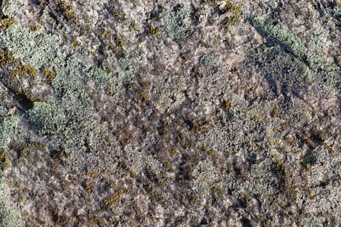 Texture of a boulder with moss and lichen