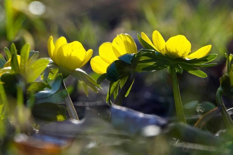Winter aconites (Eranthis hyemalis), Germany, Europe