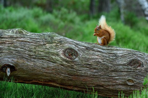 Squirrel (Sciurus), forest, Aviemore, Scotland, Great Britain