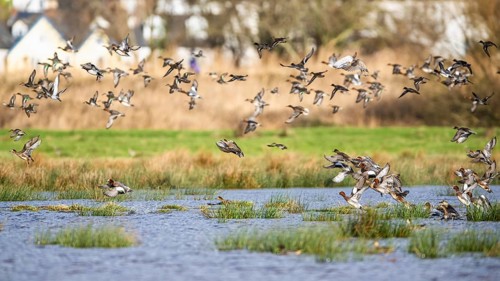 Eurasian Wigeon, (Mareca penelope) birds in flight over marshes