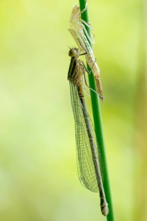 Azure damselfly (Coenagrion puella), newly hatched female, adult dragonfly clinging to a green