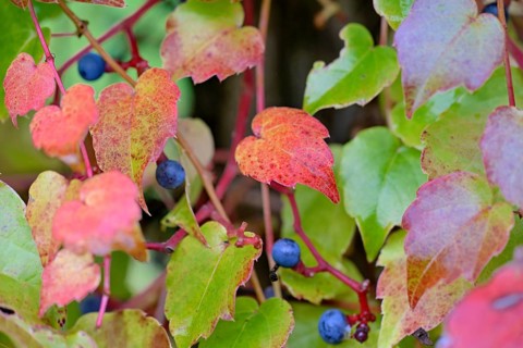 Wild vine, maiden vine (Parthenocissus quinquefolia) with autumn leaves and fruits, Moselle,