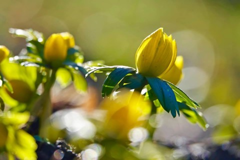 Winter aconites (Eranthis hyemalis), Germany, Europe