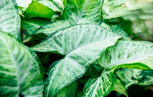 Tropical Caladium Leaves. Caladium leaves background. Details of caladium plants in a garden