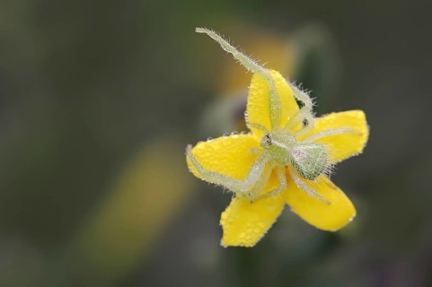 Tirangel crab spider (Heriaeus graminicola), crab spider on a flower of shrubby jasmine