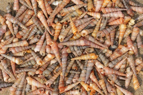 Common tower snail (Turritella communis) empty shells on the beach, Camargue, Provence, southern