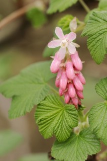 Flowering currant (Ribes sanguineum), flowers, ornamental plant, North Rhine-Westphalia, Germany,