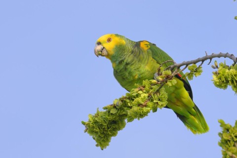Yellow-headed Amazon (Amazona oratrix belizensis), feeding, Stuttgart, Baden-Württemberg, Germany,