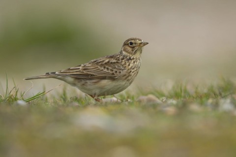 Eurasian skylark (Alauda arvensis) adult bird on grassland, England, United Kingdom, Europe