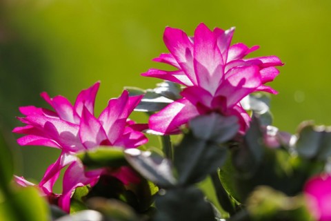 Flowering Christmas cactus (Schlumbergera), Germany, Europe
