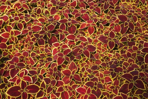 Tightly packed burgundy and yellow Solenostemon, Coleus plants growing in containers inside