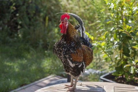 Crowing rooster domestic chicken (Gallus gallus domesticus) on a patio table, Mecklenburg-Western