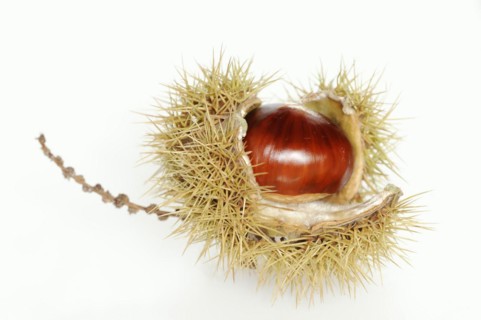 Sweet chestnut or sweet chestnut (Castanea sativa), fruit, chestnut on a white background