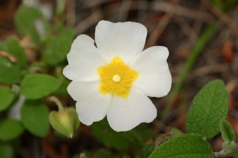 Sage-leaved rockrose (Cistus salviifolius), flower, Provence, southern France