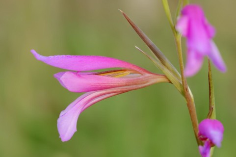 Illyrian gladiolus or wild gladiolus (Gladiolus illyricus), flowers, Camargue, Provence, southern
