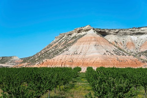 Orchard with green foliage in front of a rocky hill under a sunny blue sky, Bardenas Reales Natural